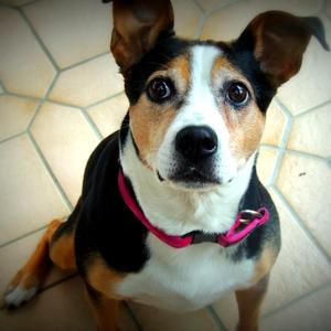 Unknown Breed