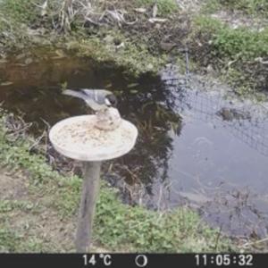 Great Tit