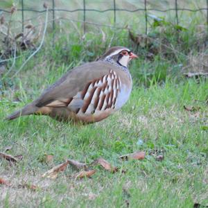 Red-legged Partridge