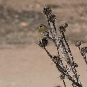 European Greenfinch