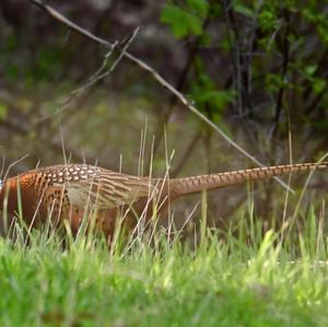 Common Pheasant