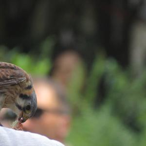 American Kestrel