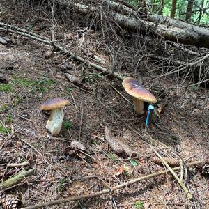 King Bolete