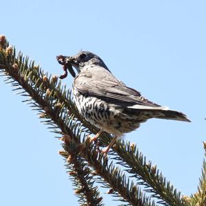 Mistle Thrush