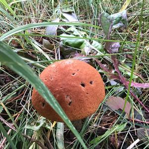 Orange Birch Bolete