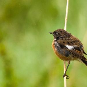 European stonechat