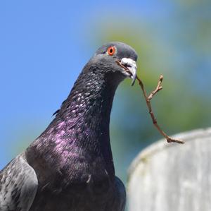 Rock Pigeon