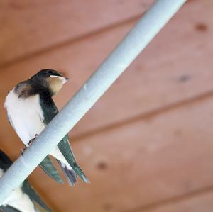 Barn Swallow