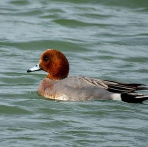 Eurasian Wigeon