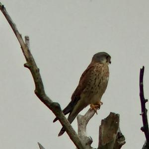 Common Kestrel