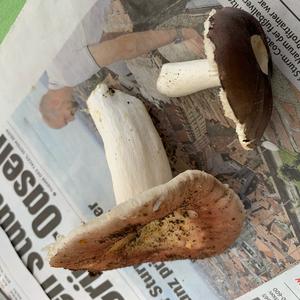 Bare-toothed Russula