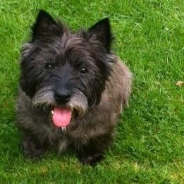 Cairn Terrier