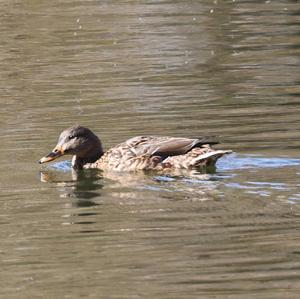 Mallard