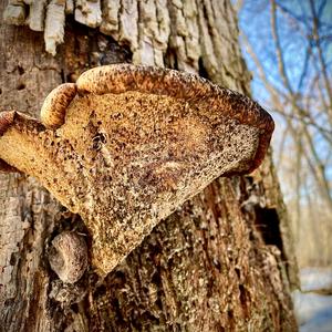 Dryad`s Saddle