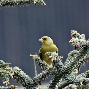 European Greenfinch