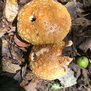 Fly Agaric