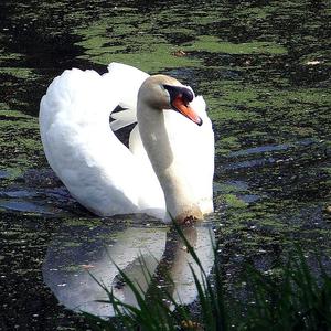 Mute Swan