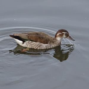 Wood Duck