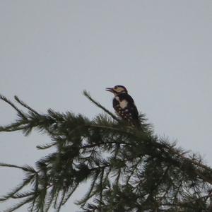 Great Spotted Woodpecker