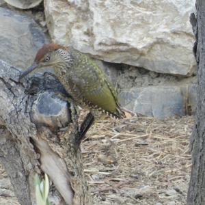 Eurasian Green Woodpecker