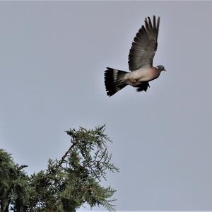 Common Wood-pigeon