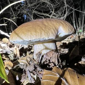 King Bolete