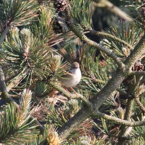 Common Whitethroat