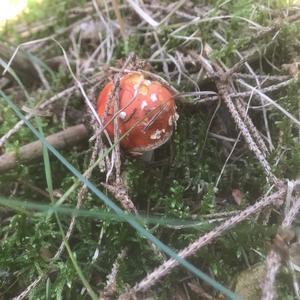 Fly Agaric