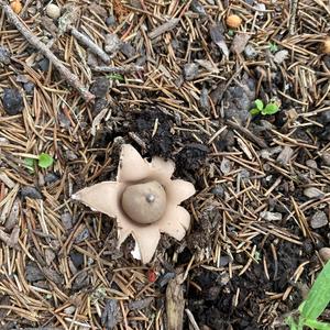 Collared Earthstar