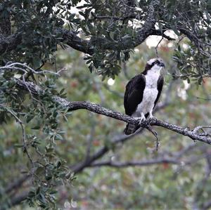 Osprey