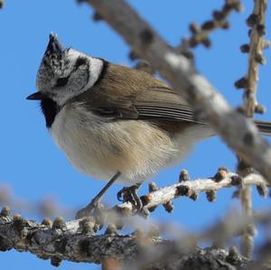 Crested Tit