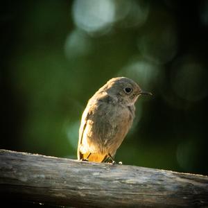 Black Redstart