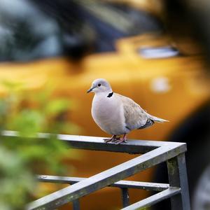 Eurasian Collared-dove