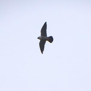 Peregrine Falcon