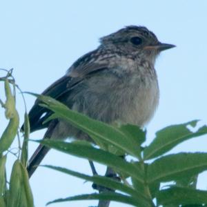 European stonechat