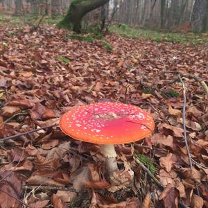 Fly Agaric