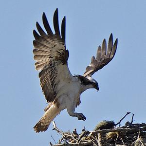 Osprey