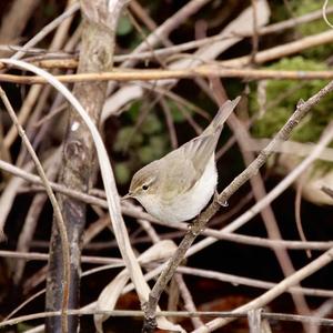 Common Chiffchaff