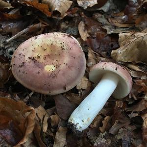 Bare-toothed Russula