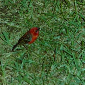 Unknown Species