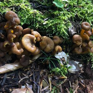 Trumpet Chanterelle