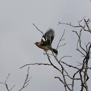 Eurasian Chaffinch