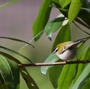 Goldcrest