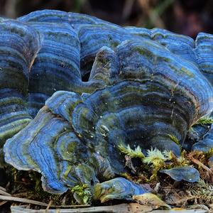 Turkey-tail