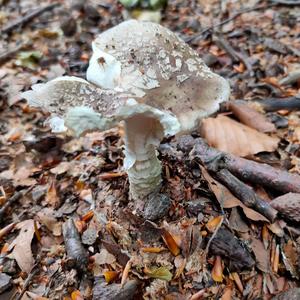 Stout-stalked Amanita