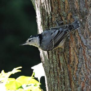 White-breasted Nuthatch