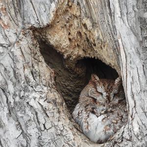 Eastern Screech-owl