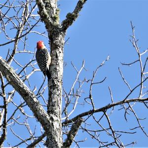 Red-bellied Woodpecker