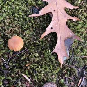 Fairy Ring Mushroom