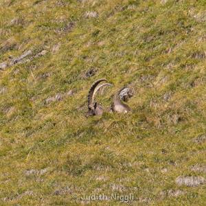 Alpine Ibex